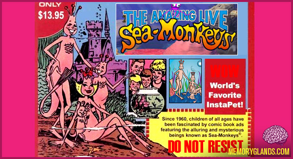 seamonkey picture